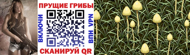 как найти наркотики  Нерчинск  Псилоцибиновые грибы Psilocybe 